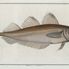 Gadus Merlangus, The Whiting.