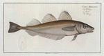 Gadus Merlangus, The Whiting.