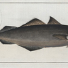 Gadus Carbonarius, The Coal Fish.