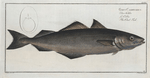 Gadus Carbonarius, The Coal Fish.