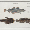 1. Gadus Minutus, The Poor; 2. 3. Gadus Tau, The Toald-Fish.