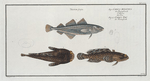 1. Gadus Minutus, The Poor; 2. 3. Gadus Tau, The Toald-Fish.