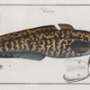 Gadus Lota, The Burbot.