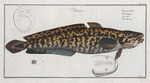 Gadus Lota, The Burbot.