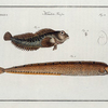 1. Blennius Gunellus, The Butterfish; 2. Blennius Pholis, The Bulcard.