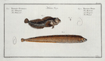 1. Blennius Gunellus, The Butterfish; 2. Blennius Pholis, The Bulcard.