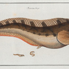 Blennius Viviparus, The Viviparous Blenny.