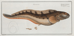 Blennius Viviparus, The Viviparous Blenny.