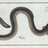 Muraena Anguilla, The Eel.
