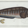 Anarihchas [Anarhichas] Lupus, The Wolf Fish.