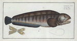 Anarihchas [Anarhichas] Lupus, The Wolf Fish.