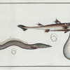 1. Embrio Squali, An Embryo of a Shark; 2. Ammodytes Tobianus, The Launce.