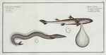 1. Embrio Squali, An Embryo of a Shark; 2. Ammodytes Tobianus, The Launce.