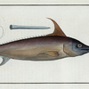 Xiphias Gladius, The Sword Fish.