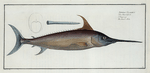 Xiphias Gladius, The Sword Fish.