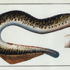 Petromizon marinus, The Lamprey.
