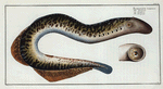 Petromizon marinus, The Lamprey.