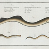 1. Petromyzon Fluviatilis, The Lesser Samprey; 2. Petromyzon  Branchialis, The Pride;  3. Petromyzon Planeri, Planer's Samprey.