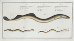 1. Petromyzon Fluviatilis, The Lesser Samprey; 2. Petromyzon  Branchialis, The Pride;  3. Petromyzon Planeri, Planer's Samprey.