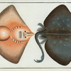 Raja Oxyrinchus, The Sharp Nosed-Ray.
