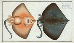 Raja Oxyrinchus, The Sharp Nosed-Ray.