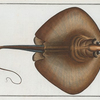 Raja Pastinaca, The Fire Flaire.