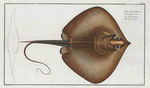 Raja Pastinaca, The Fire Flaire.