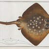 Raja clavata, The Thornback.