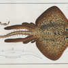 Raja Rubus, The Rough Ray.