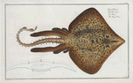 Raja Rubus, The Rough Ray.