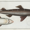Squalus Acanthias, The Picked- Dog.