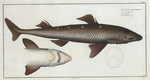 Squalus Acanthias, The Picked- Dog.