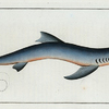 Squalus Glaucus, The Blue Shark.