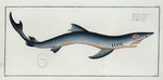 Squalus Glaucus, The Blue Shark.