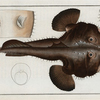 Lophius Piscatorius, The Sea Devil.