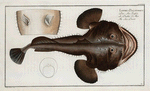Lophius Piscatorius, The Sea Devil.