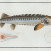 Acipencer Sturio, The Sturgeon.