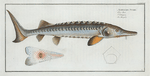 Acipencer Sturio, The Sturgeon.