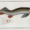Acipenser Ruthenus, The Rusfish-Sturgeon.