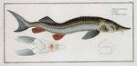 Acipenser Ruthenus, The Rusfish-Sturgeon.