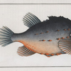 Cycloterus lumpus, The Lump.