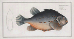 Cycloterus lumpus, The Lump.