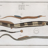 1. Syngnathus Typhle, The Neelde FIsh; 2. Syngnathus Acus, The Pipe Fish; 3. Syngnathus Ophidion, The Sea Adder.