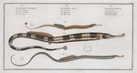 1. Syngnathus Typhle, The Neelde FIsh; 2. Syngnathus Acus, The Pipe Fish; 3. Syngnathus Ophidion, The Sea Adder.