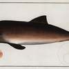 Delphinus Phocoena, The Porpesse.