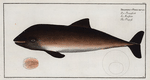 Delphinus Phocoena, The Porpesse.