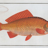 Cyprinus Auratus, The Gold-Fish.