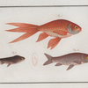 Cyprinus Auratus var., The Gold-Fish.
