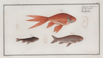 Cyprinus Auratus var., The Gold-Fish.