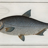 Cyprinus Buggenhagii, The Buggenhagen's-Carp.
